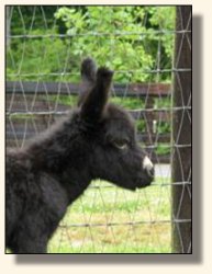 Wit's End And Black to Boot aka Annie