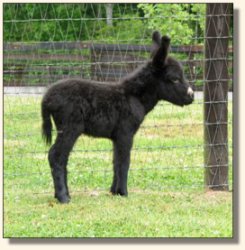 Wit's End And Black to Boot aka Annie