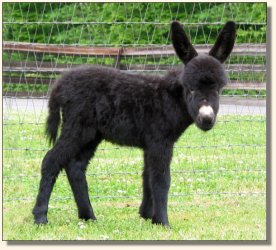 Wit's End And Black to Boot aka Annie