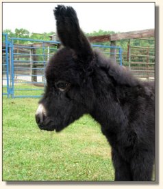 Wit's End And Black to Boot aka Annie