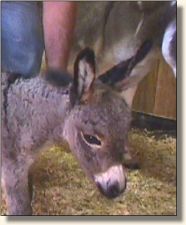 Wit's End Be-Bop-A-LuLa