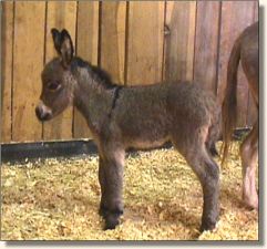 Wit's End Be-Bop-A-LuLa