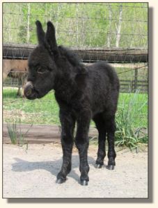 Wit's End Behind The 8-Ball