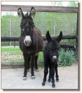 Wit's End Behind The 8-Ball