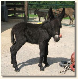 Wit's End Behind The 8-Ball