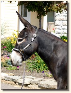 Big Woods Black Widow aka Fina