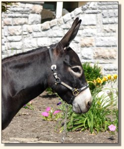 Big Woods Black Widow aka Fina