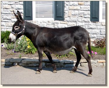 Big Woods Black Widow aka Fina