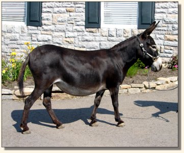 Big Woods Black Widow aka Fina