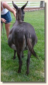 Big Woods Black Widow aka Fina