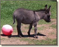 Wit's End Blue Moon (15,500 bytes)