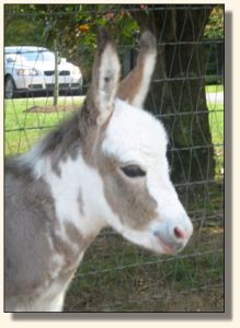 Wit's End Make Me Blush