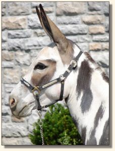 Big Woods LN Miss Bo Peep