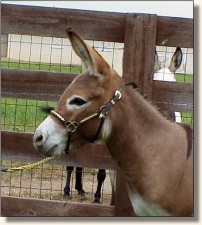 Windcrest Little Bridget