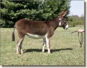 Sunset Acres Brite Eyes