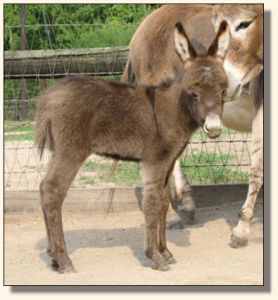 This Bud's For U, aka Buddy