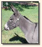 miniature donkey Bunny (9467 bytes)