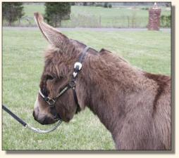 Windcrest Litle Calliope