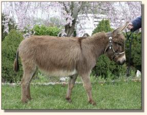 Windcrest Little Calliope