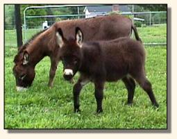 Dayle Rio in May (13,059 bytes)