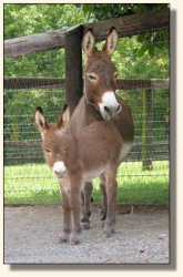 Wit's End Dino-Might