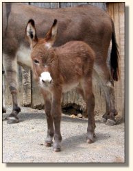 Wit's End Dino-Might