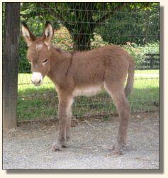 Wit's End Dino-Might