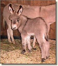 Wit's End Little Drummer Boy