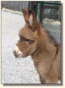 Click photo to enlarge