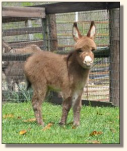 Click photo to enlarge