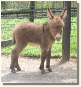 Click photo to enlarge