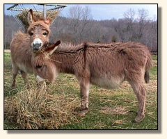 Fancy & Madeline (16,867 bytes)