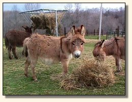 Fancy Pants (17,583 bytes)