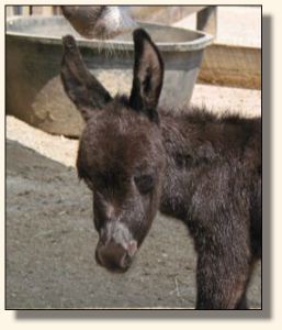 Wit's End Filthy Rich