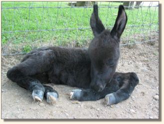 Wit's End Filthy Rich