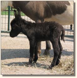 Wit's End Filthy Rich