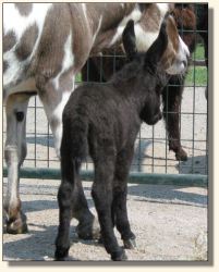 Wit's End Filthy Rich