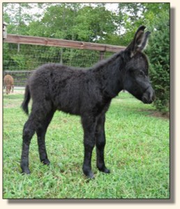 Wit's End Black Tie Affair, aka Ty