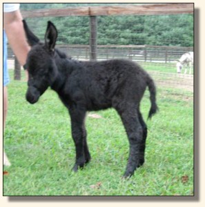 Wit's End Black Tie Affair, aka Ty