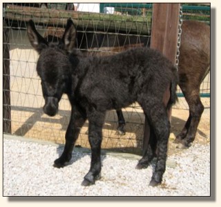 Wit's End Black Tie Affair, aka Ty