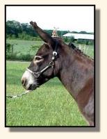 Half Ass Acres Flo Jo (7370 bytes)