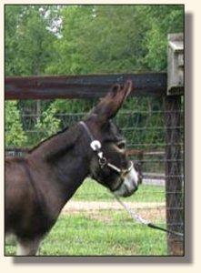 Gladybrooke Georgi Girl