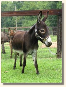 Gladybrooke Georgi Girl