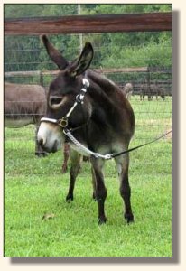 Gladybrooke Georgi Girl