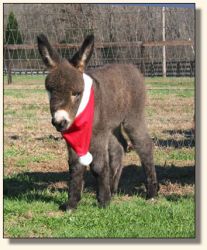 Wit's End Ginger-Snap