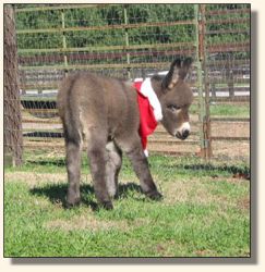 Wit's End Ginger-Snap