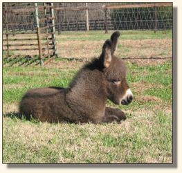 Wit's End Ginger-Snap