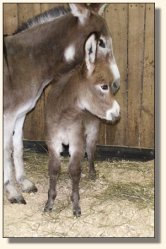 Check out this unbelievable wide front end!!!