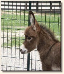 Wit's End Win One for the Gipper