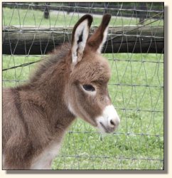 Wit's End Win One for the Gipper